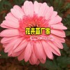 云南花卉云南花卉網_云南花卉公司