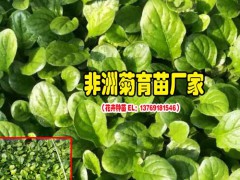 花卉苗_花卉分苗_菊花苗批發圖3