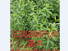 什么是遼核1號核桃苗圖1