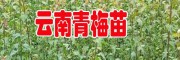 青梅苗地徑2公分以下多少錢?