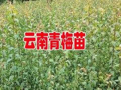 求購優質青梅樹苗聯系圖3