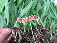大理白芨基地聯系_楚雄白芨種植基地圖3