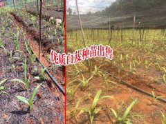 白芨種苗基地介紹圖1
