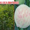風花雪月大理桃花開了_
