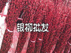 廣東銀柳花批發地_銀柳花哪里批發_銀柳花批發圖1