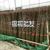 綿竹銀柳，成都銀柳，銀柳基地客服是多少？