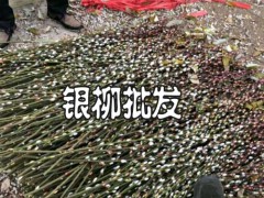 四川銀柳養殖注意事項_銀柳怎樣養殖圖3