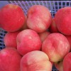 出售煙富3-5-10號、神富1號、紅色之愛、龍威、蘋果苗。