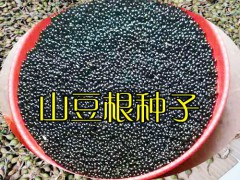 山豆根的種子?價格是多少錢一斤?_山豆根一斤種子有多少粒圖1