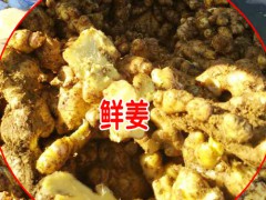 今日黃姜價(jià)格怎么樣_云南羅平干姜廠(合作社)圖2