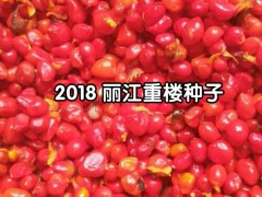 一年生白芨苗，白芨所屬品種均為紫花三叉大白芨圖1