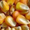 常年收購玉米、大豆、高粱、碎米等飼料原料