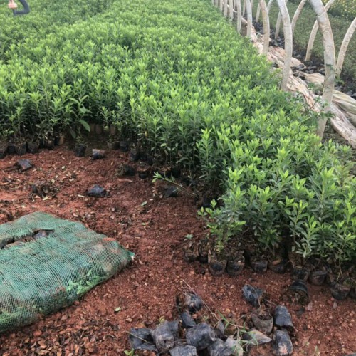毛鵑樹怎么養殖_昆明毛杜鵑苗木種植園