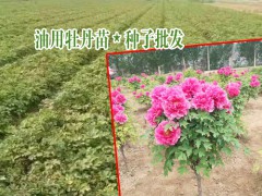 今日油用牡丹種子價格_油用牡丹種植技術指導圖3