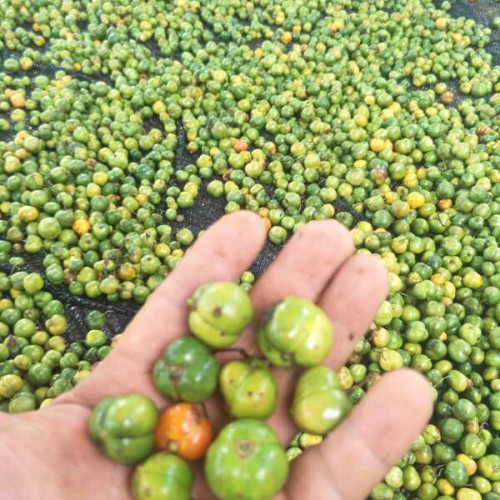 四川德陽(yáng)市黃精苗子多少錢(qián)?