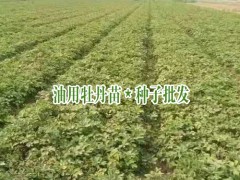 山東油用牡丹_油用牡丹苗價格_油用牡丹基地圖2