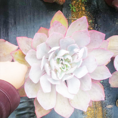 藍光多肉_云南昆明藍光多肉批發(fā)零售