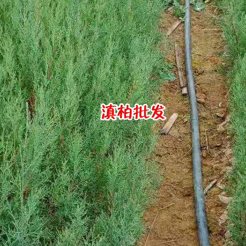滇柏樹苗批發_滇柏樹苗批發生產廠家