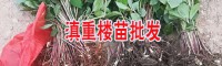 云南昆明/馬龍2年滇重樓苗多少錢(qián)一棵(附圖片)