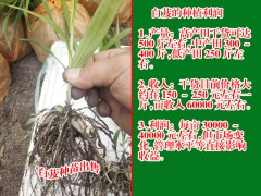 廣東廣州市花都區(qū)白芨苗的價(jià)格圖3