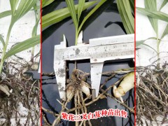 1985-2001年白芨行情統計表圖2