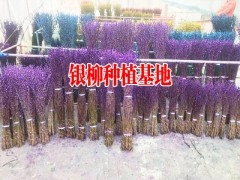 四川銀柳哪里有_銀柳批發(fā)哪里低價(jià)圖3