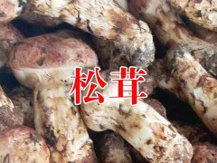 云南大理洱源都有哪些特產(chǎn)@洱源特產(chǎn)菌信息圖1
