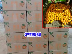 云南融橙柑桔圖片_華寧柑桔種植專業合作社圖3