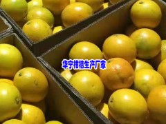 華寧柑桔_柑桔農戶合作社-圖2