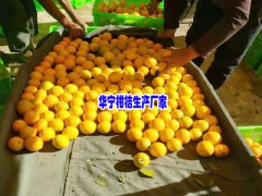 華寧柑桔_柑桔農戶合作社-圖3