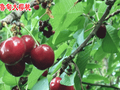 昭通魯甸櫻桃_魯甸櫻桃苗銷售公司圖2