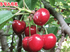 昭通魯?shù)闄烟襙云南甜櫻桃公司圖1