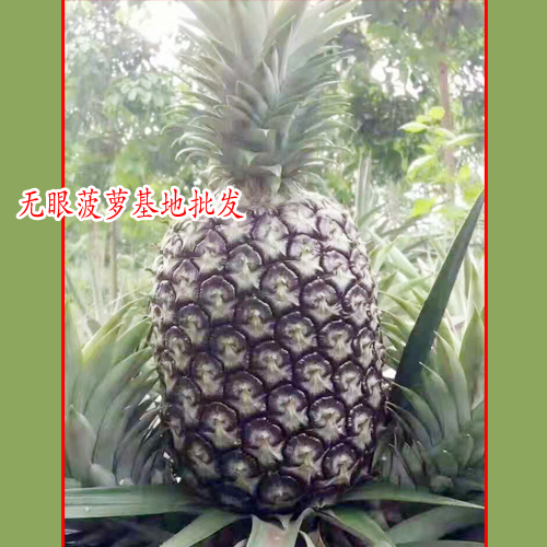 吃菠蘿不用挖眼眼_云南無(wú)眼菠蘿