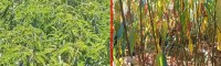 云南有沒(méi)有冬豐冬桃樹(shù)苗&云南哪里有冬桃苗賣&云南冬桃苗淘寶