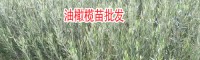 油橄欖苗價格_油橄欖樹苗多少一顆
