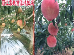 云南冬雪王桃樹苗_云南冬雪王桃小苗圖1