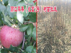 麗江蘋果苗技術(shù)_選好苗木麗江蘋果苗的幾個要點圖2