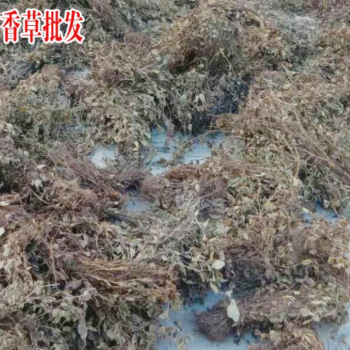 廣西靈香草_靈香草價(jià)格_云南香草靈