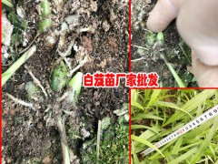 白芨種植周期是多長，什么時候可以采收圖2