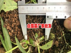 白芨種植周期是多長，什么時候可以采收圖3