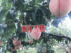 麗江雪桃幾月份成熟圖1