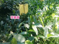草果每穗有果15-60個_云南草果圖2