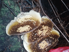 蜂蜜水_食用蜂蜜_紅河農特產信息圖3
