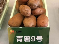 七彩云南，七彩土豆，云南廣匯種植有限公司圖2