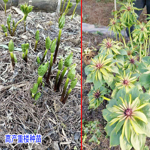 政企聯(lián)合打造萬(wàn)畝中藥材實(shí)現(xiàn)了脫貧致富
