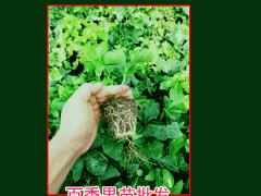 百香果,又叫雞蛋果、愛情果_云南文山報價中心圖2