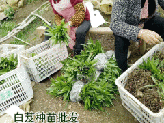 廣東,廣西,云南,四川白芨種苗出售(附圖)_白芨種植?；厥請D2