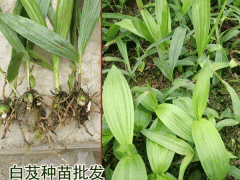 廣東,廣西,云南,四川白芨種苗出售(附圖)_白芨種植?；厥請D3