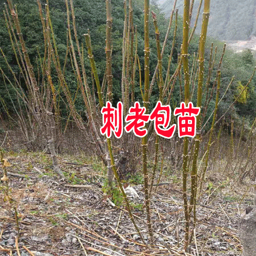 刺嫩芽(刺老包)一畝經濟收入在多少?