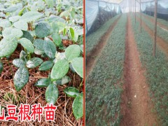 這幾種作物可以與山豆根一起套種?圖1
